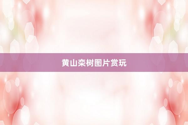 黄山栾树图片赏玩