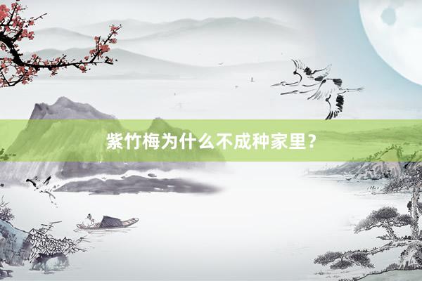 紫竹梅为什么不成种家里？
